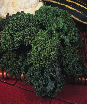 Picture of Organic Kale Westland Winter
